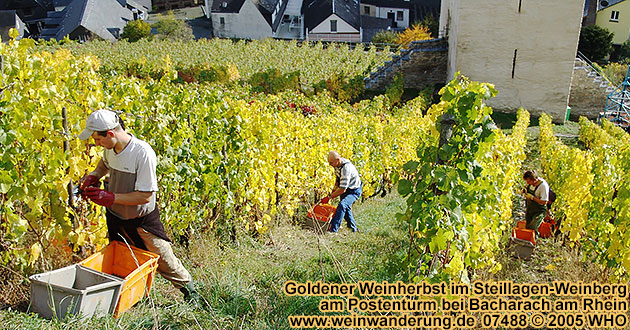 Golden wine autumn in the vineyrads near Bacharach on the Rhine River